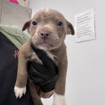 Mixed Breed Dogs Available for Adoption in Abilene, Texas - Venus | PetCurious