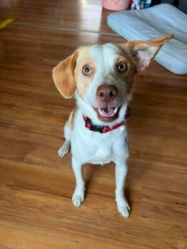 Lemmy -  Mixed Breed Dog for Adoption in Highland, New York - Lemmy | PetCurious
