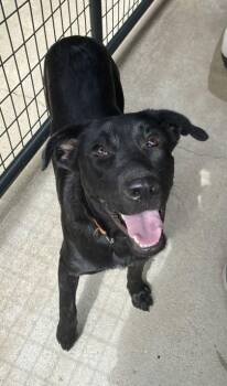 Shadow -  Labrador Retriever and Mixed Breed Dog for Adoption in Bowling Green, Kentucky - Shadow | PetCurious