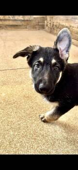 Bjorn -  German Shepherd Dog Dog for Adoption in Glendale, Arizona - Bjorn | PetCurious