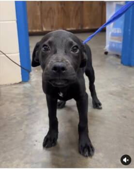 Jayda -  Black Labrador Retriever and Hound Dog for Adoption in Alexander City, Alabama - Jayda | PetCurious