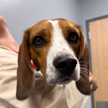 Bruce -  Beagle Dog for Adoption in Saint Joseph, Missouri - Bruce | PetCurious