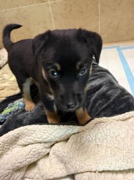 Mixed Breed Dogs Available for Adoption - Daren | PetCurious