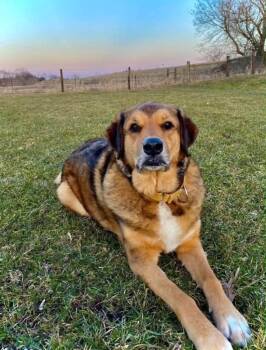 Harper -  Anatolian Shepherd Dog for Adoption in Viroqua, Wisconsin - Harper | PetCurious