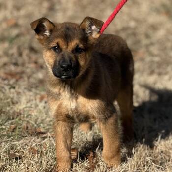 Shepherd Dogs Available for Adoption - Laa-Laa | PetCurious