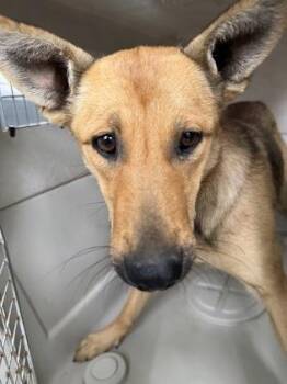 Ranger -  German Shepherd Dog and Mixed Breed Dog for Adoption in Fresno, California - Ranger | PetCurious