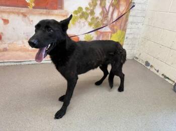 VIANA -  Labrador Retriever and Mixed Breed Dog for Adoption in San Bernardino, California - VIANA | PetCurious