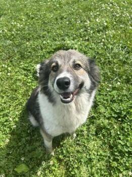 Leia -  Australian Shepherd and Border Collie Dog Available for Adoption in Osage Beach, Missouri - Leia | PetCurious