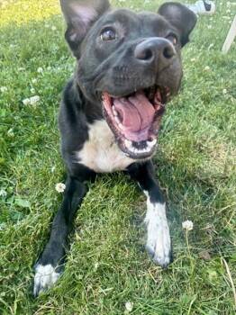 Labrador Retriever and Mixed Breed Dogs Available for Adoption in Kalamazoo, Michigan - PEPPA | PetCurious