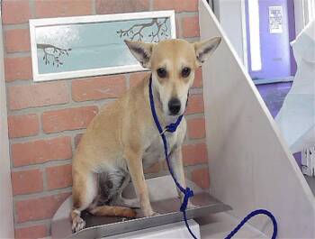 A2093619 -  Chihuahua and Mixed Breed Dog for Adoption in Houston, Texas - A2093619 | PetCurious