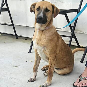 Labrador Retriever and Mixed Breed Dogs Available for Adoption - Tilly | PetCurious