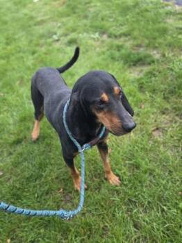 Buckle -  Black And Tan Coonhound and Mixed Breed Dog for Adoption in Westland, Michigan - Buckle | PetCurious