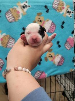 Pocahontas -  Labrador Retriever and Border Collie Dog for Adoption in Republic, Missouri - Pocahontas | PetCurious