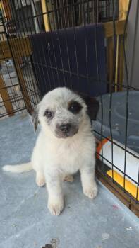 Saint Bernard and Husky Dogs Available for Adoption in Gainesville, Virginia - Bella (Coming The 22nd) | PetCurious