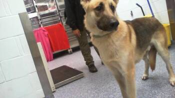 German Shepherd Dog Dogs Available for Adoption - A1260085 | PetCurious