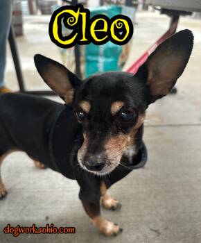 Rescue Chihuahua and Miniature Pinscher Dogs for Adoption in Toledo, Ohio - Cleo | PetCurious