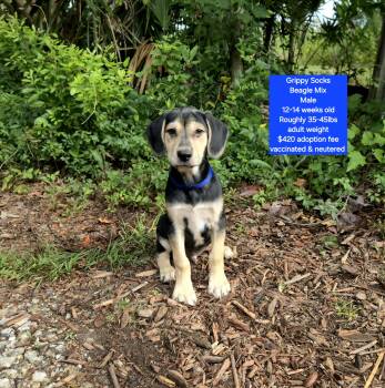 Beagle Dogs Available for Adoption in Oviedo, Florida - Grippy Socks | PetCurious