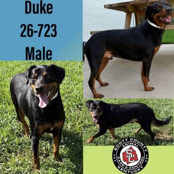 Duke -  Doberman Pinscher Dog for Adoption in Georgetown, Kentucky - Duke | PetCurious
