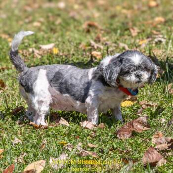 Ms. Frizzle -  Shih Tzu Dog for Adoption in Stroudsburg, Pennsylvania - Ms. Frizzle | PetCurious
