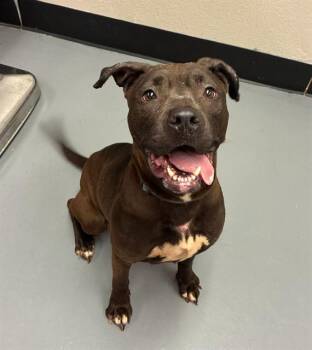 Gwen -  Pit Bull Terrier Dog Available for Adoption in Phoenix, Oregon - Gwen | PetCurious