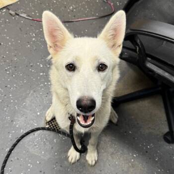 Princess Mcfluffer -  Mixed Breed Dog for Adoption in Columbiana, Alabama - Princess Mcfluffer | PetCurious