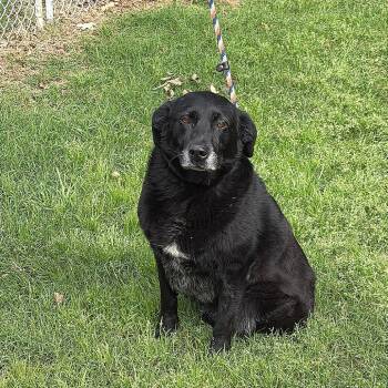 Black Labrador Retriever Dogs Available for Adoption in Denison, Texas - Beaudreaux | PetCurious