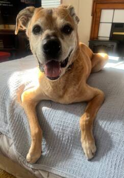 Rescue Boxer and Mixed Breed Dogs for Adoption in Ballwin, Missouri - Rusty | PetCurious