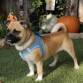 Rescue Pug and Chihuahua Dogs for Adoption in Allen, Texas - Count Snortula | PetCurious