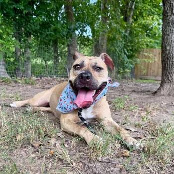 Rainie Baby the Pocket Sized Pittie Lady Loves to play with the  -  Pit Bull Terrier Dog for Adoption in Friendswood, Texas - Rainie Baby The Pocket Sized Pittie Lady Loves To Play With The  | PetCurious
