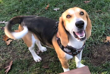 Rescue Beagle Dogs for Adoption in Franklin, Tennessee - SNOOP DOGG | PetCurious