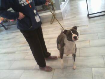 Pit Bull Terrier Dogs Available for Adoption - ROCKY | PetCurious