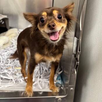 Remi -  Mixed Breed Dog for Adoption in Edwardsville, Illinois - Remi | PetCurious