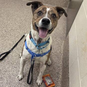 Pit Bull Terrier Dogs Available for Adoption - PARKER | PetCurious