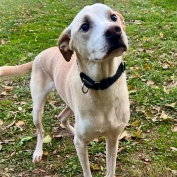 Rescue Labrador Retriever Dogs for Adoption in Cincinnati, Ohio - Apollo | PetCurious