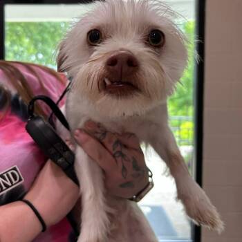 Chihuahua and Terrier Dogs Available for Adoption in Muncie, Indiana - Briscoe Aka Winnie | PetCurious