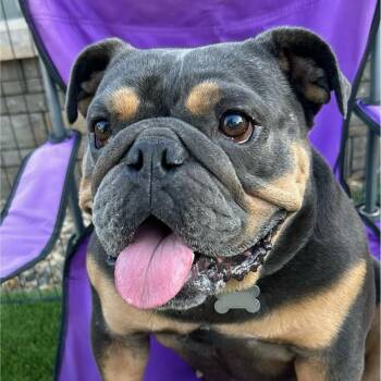 Eloise -  English Bulldog Dog for Adoption in Citrus Heights, California - Eloise | PetCurious