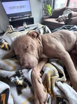 Pit Bull Terrier and Mixed Breed Dogs Available for Adoption in Kansas City, Missouri - Flapjack | PetCurious