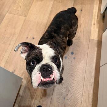 Chicken Noodle -  English Bulldog Dog for Adoption in New York, New York - Chicken Noodle | PetCurious