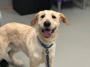Prince -  Mixed Breed and Labradoodle Dog for Adoption - Prince | PetCurious