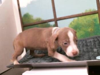 Staffordshire Bull Terrier and Mixed Breed Dogs Available for Adoption in Houston, Texas - A2068762 | PetCurious