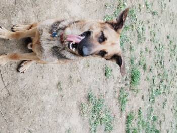 Rescue German Shepherd Dog and Anatolian Shepherd Dogs for Adoption in Edgemoor, Delaware - MAX!! | PetCurious