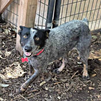 Australian Cattle Dog Blue Heeler and Mixed Breed Dogs Available for Adoption in Boerne, Texas - Velour | PetCurious