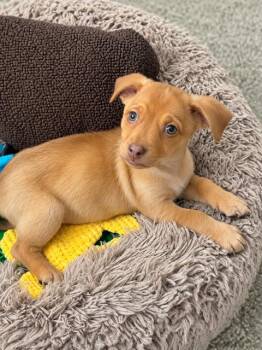 Larue -  Chihuahua Dog for Adoption in Plainfield, Illinois - Larue | PetCurious