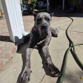 Cinderella -  Cane Corso Dog for Adoption in Los Angeles, California - Cinderella | PetCurious