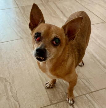 Rescue Chihuahua Dogs for Adoption in Montgomery, Texas - Chico | PetCurious