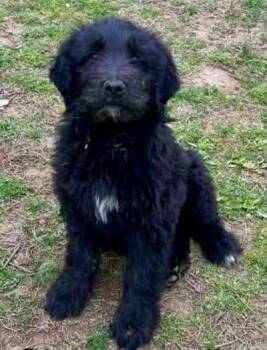 Labradoodle Dogs Available for Adoption in Monticello, New York - Simon | PetCurious