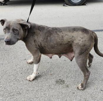 SADIE -  American Staffordshire Terrier Dog for Adoption in San Antonio, Texas - SADIE | PetCurious