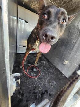 COBY -  American Staffordshire Terrier Dog for Adoption in San Antonio, Texas - COBY | PetCurious