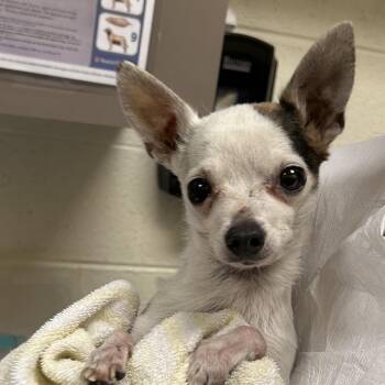 Johnny -  Mixed Breed Dog Available for Adoption in Asheville, North Carolina - Johnny | PetCurious