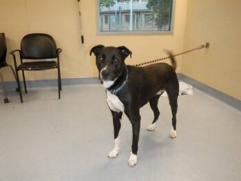 Rescue Labrador Retriever Dogs for Adoption in San Jose, California - HALO | PetCurious